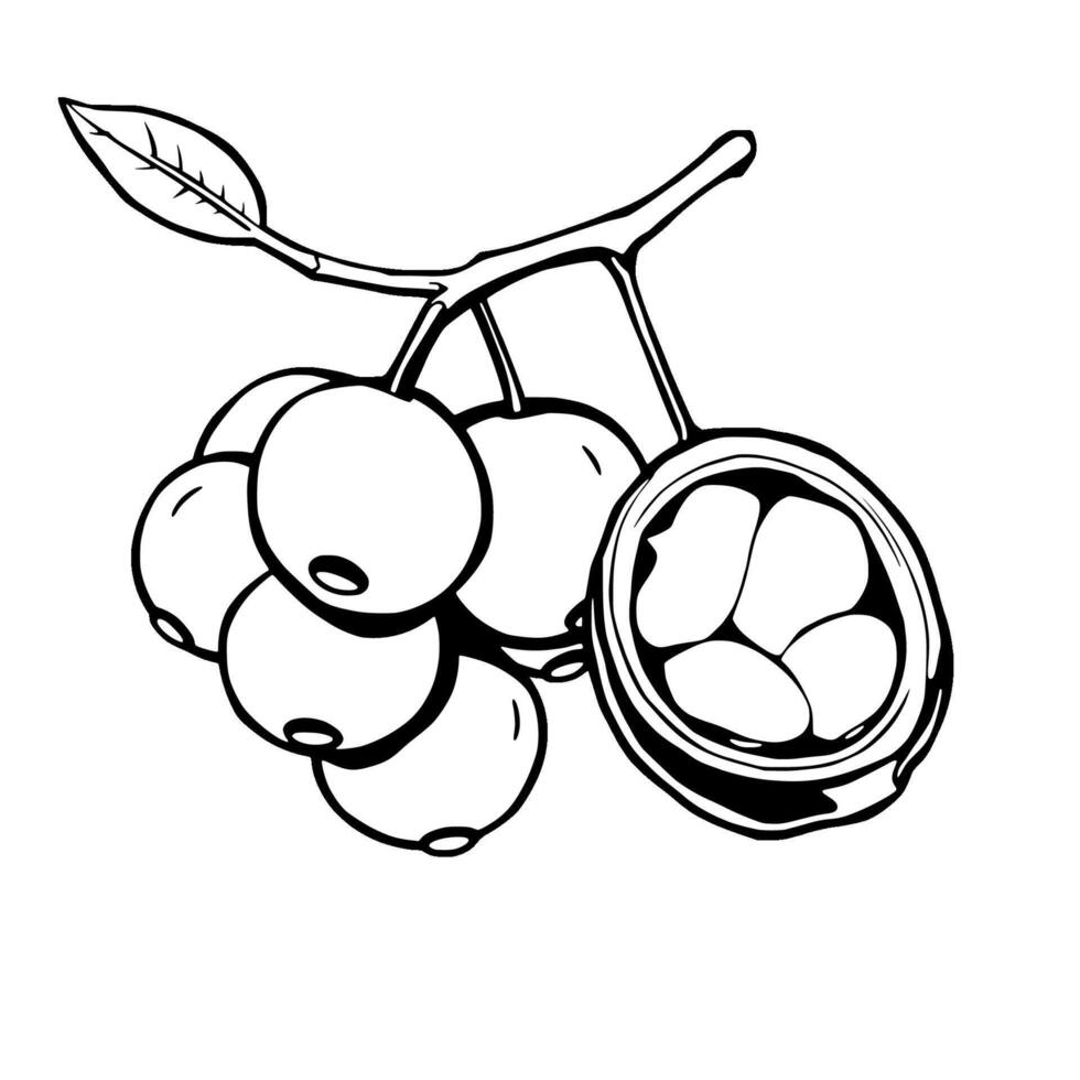 Cluster Of Berries And A Single Opened Nut On A Branch vector