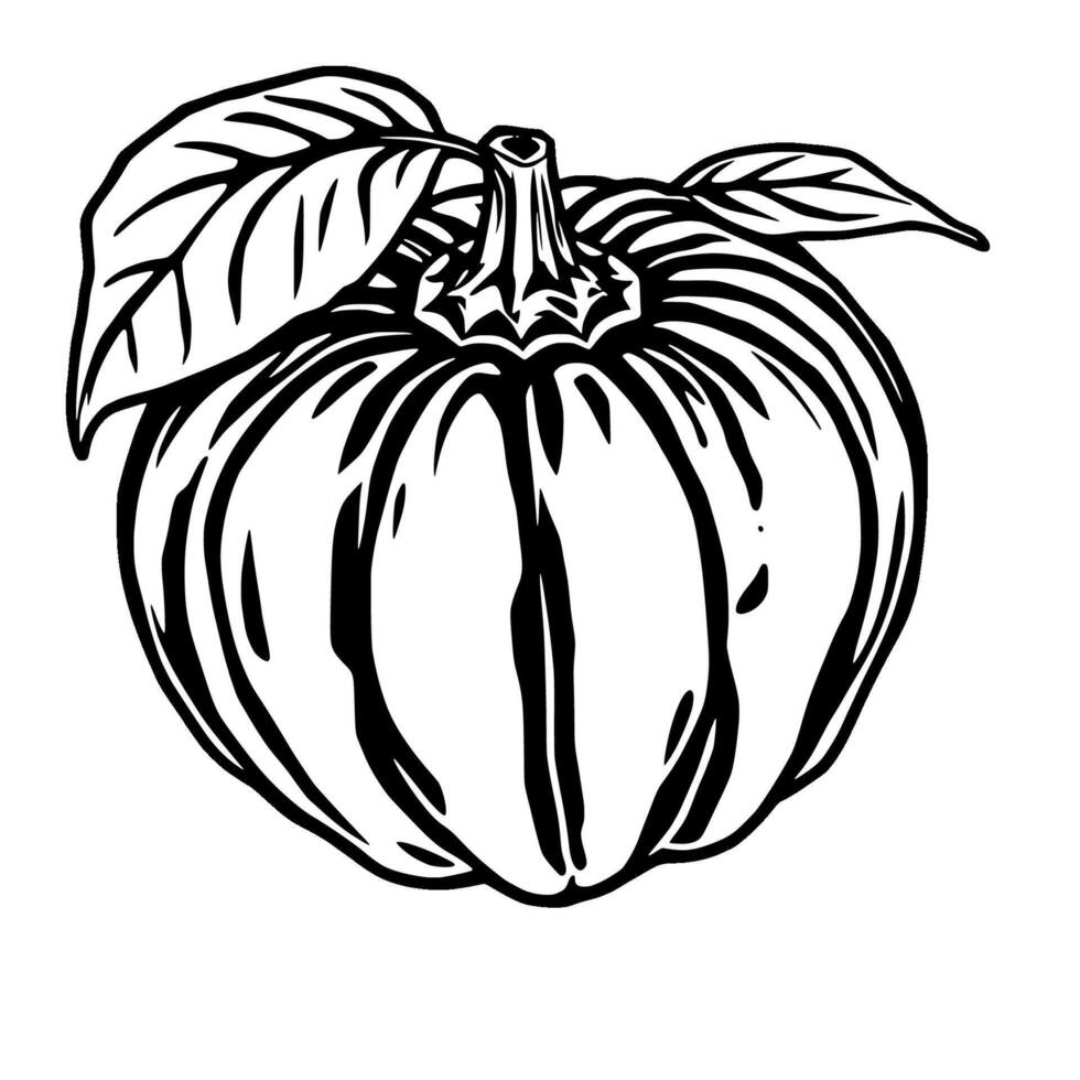 A Detailed Line Drawing Of A Single Pumpkin With Leaves vector