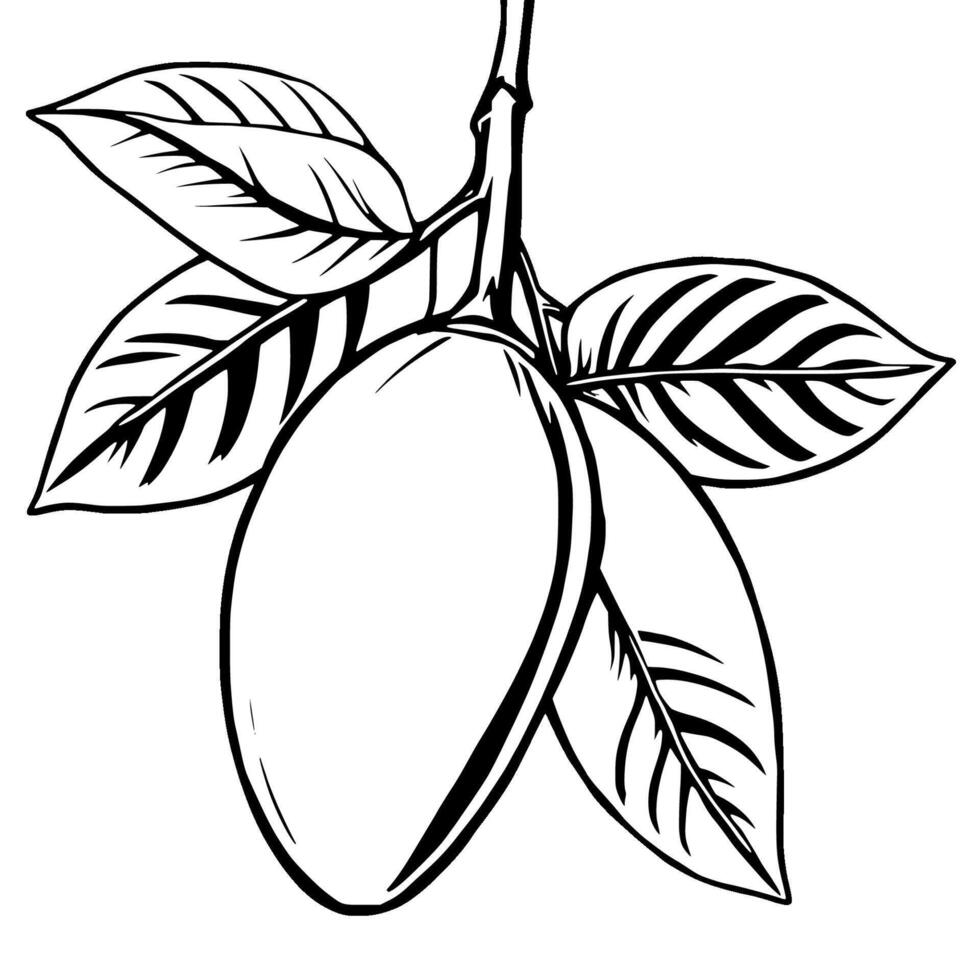 Single Mango Fruit Hanging From Branch With Leaves Illustration vector
