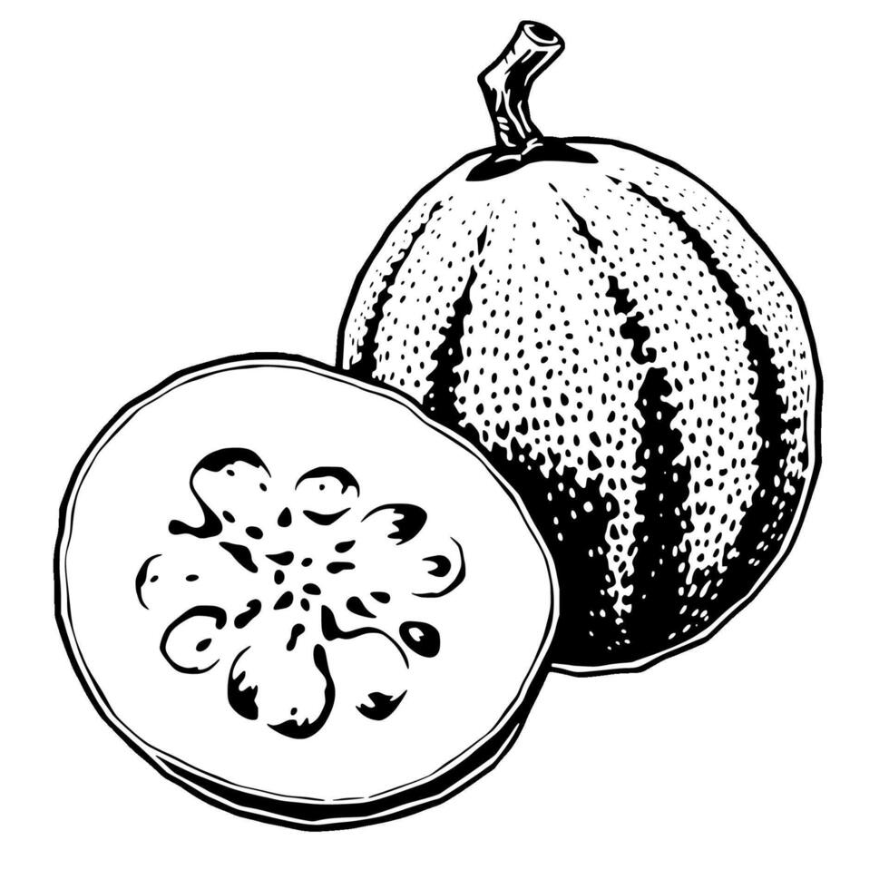 A Detailed Line Drawing Of A Halved And Whole Melon vector