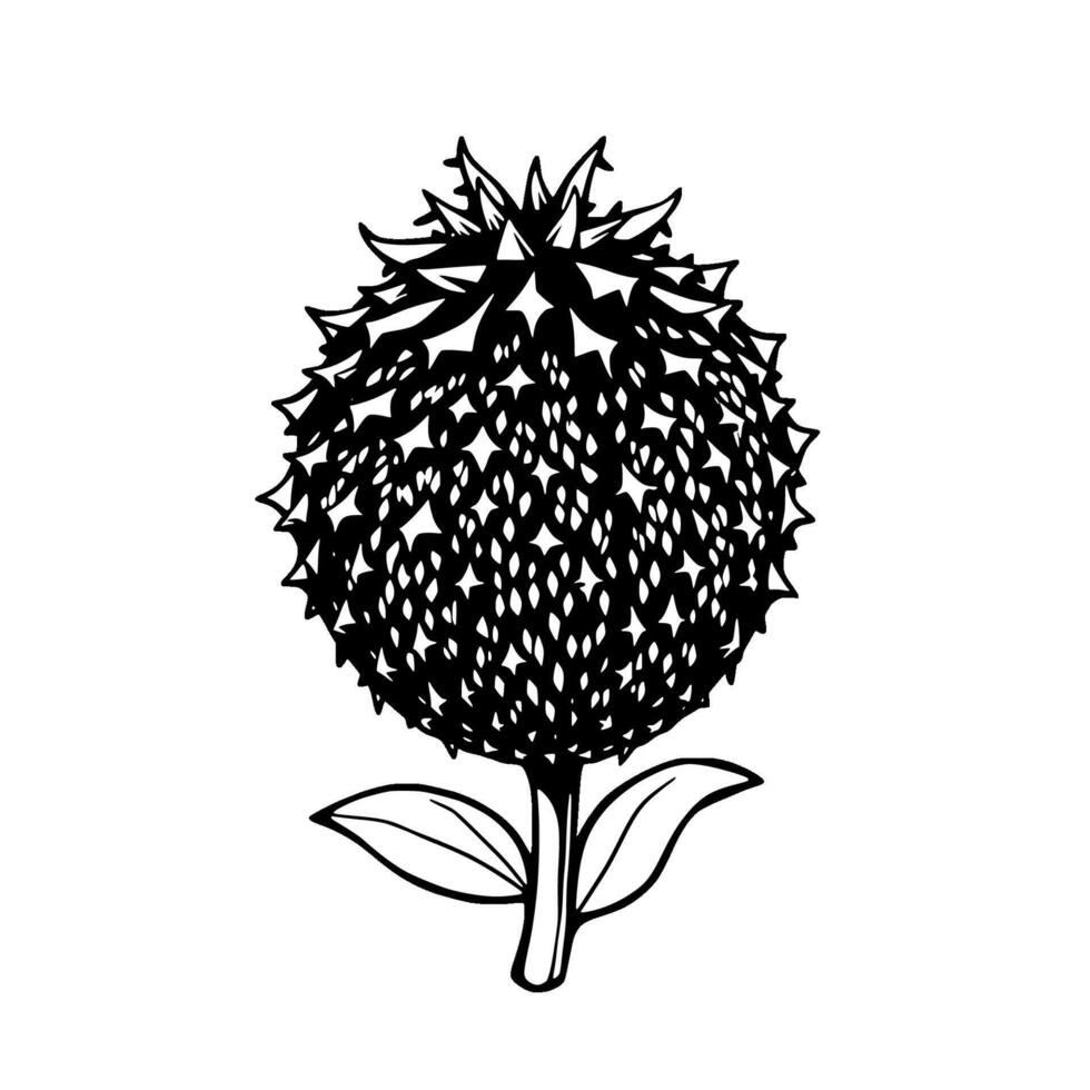 Detailed Line Art Illustration Of A Spiky Round Flower With Leaves vector