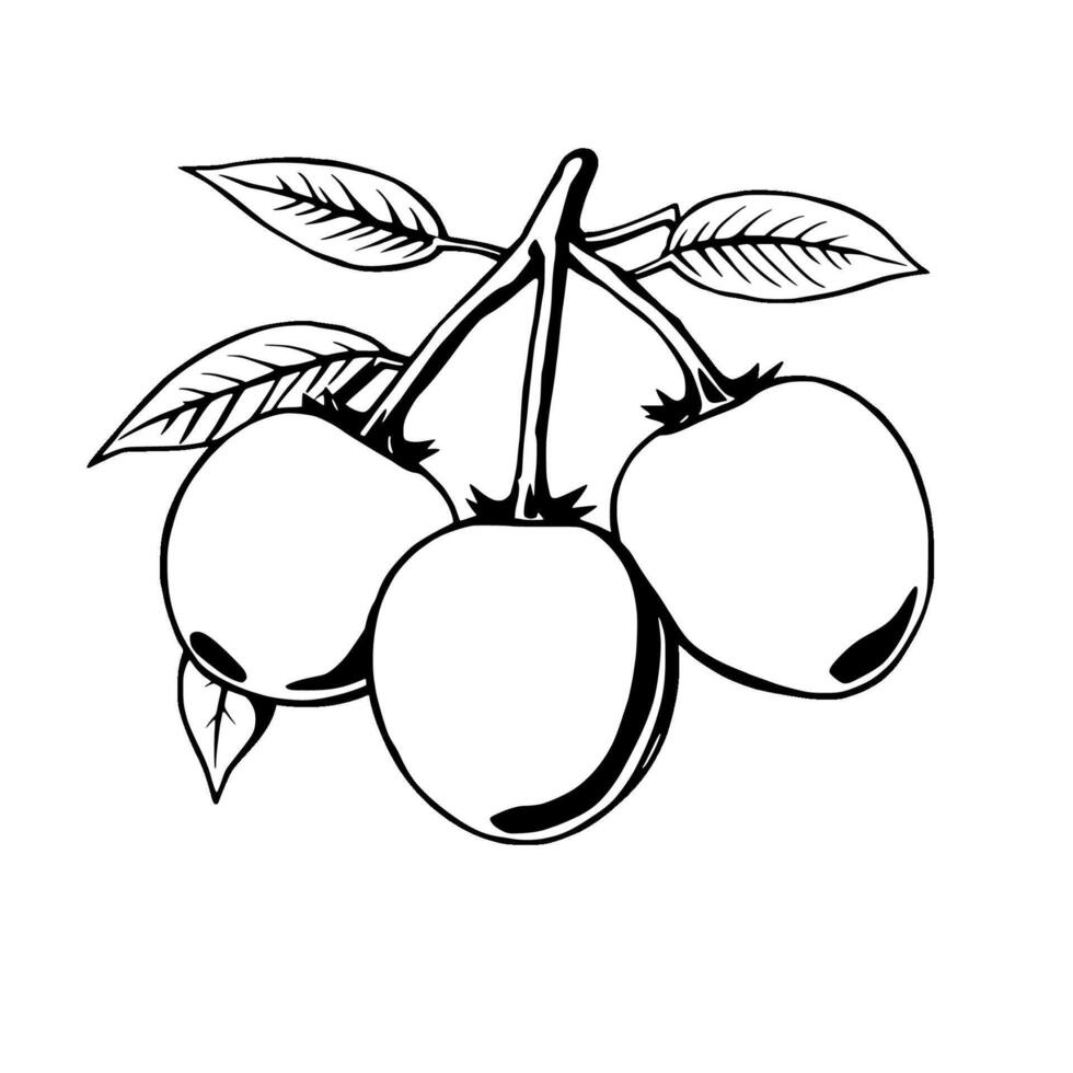 Three Pink Fruits on Branch with Leaves Hand-Drawn Illustration vector