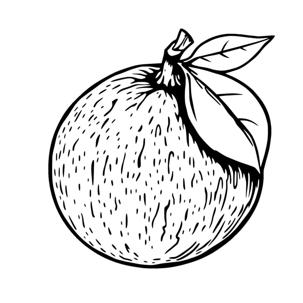Hand-Drawn Illustration Of A Single Mandarin Orange With Leaves vector