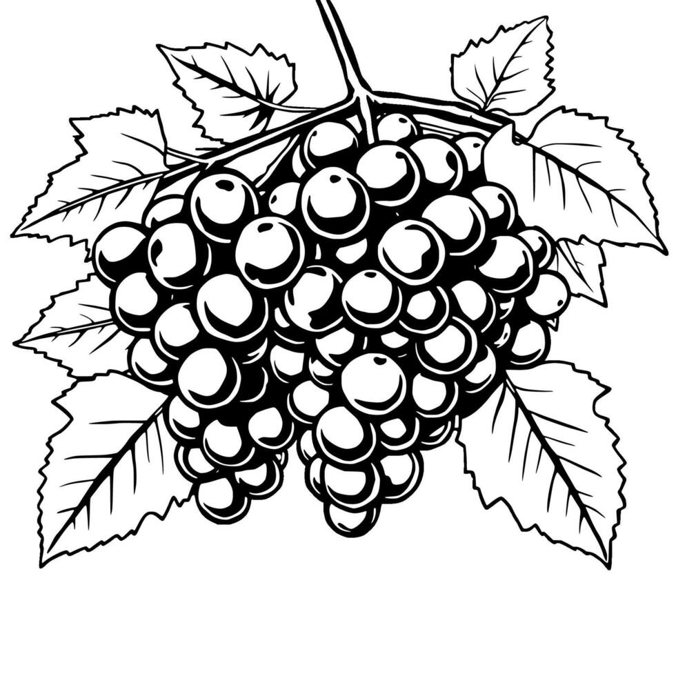 Lush Bunch Of Grapes Hanging From Vine With Leaves vector
