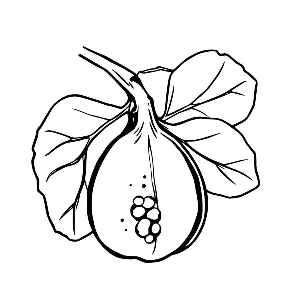 Line Art Illustration Of A Fig Fruit With Leaves vector