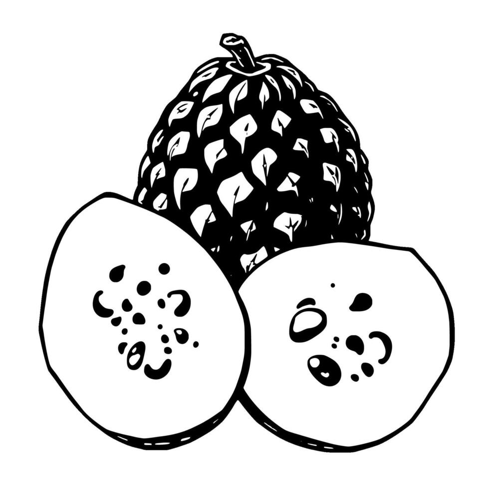 A Detailed Illustration Of A Whole Pineapple And Two Slices vector