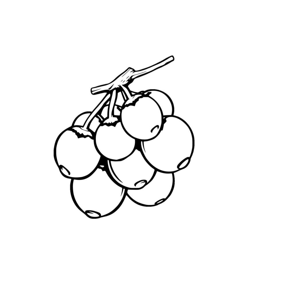 Simple Line Drawing Of A Bunch Of Round Berries On A Vine vector