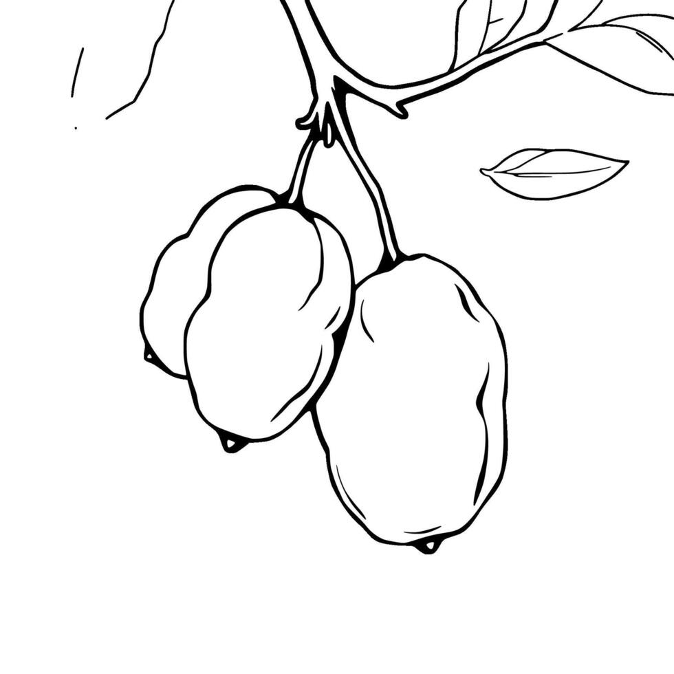 Drawing Of Two Ripe Yellow Fruits Hanging From A Branch vector