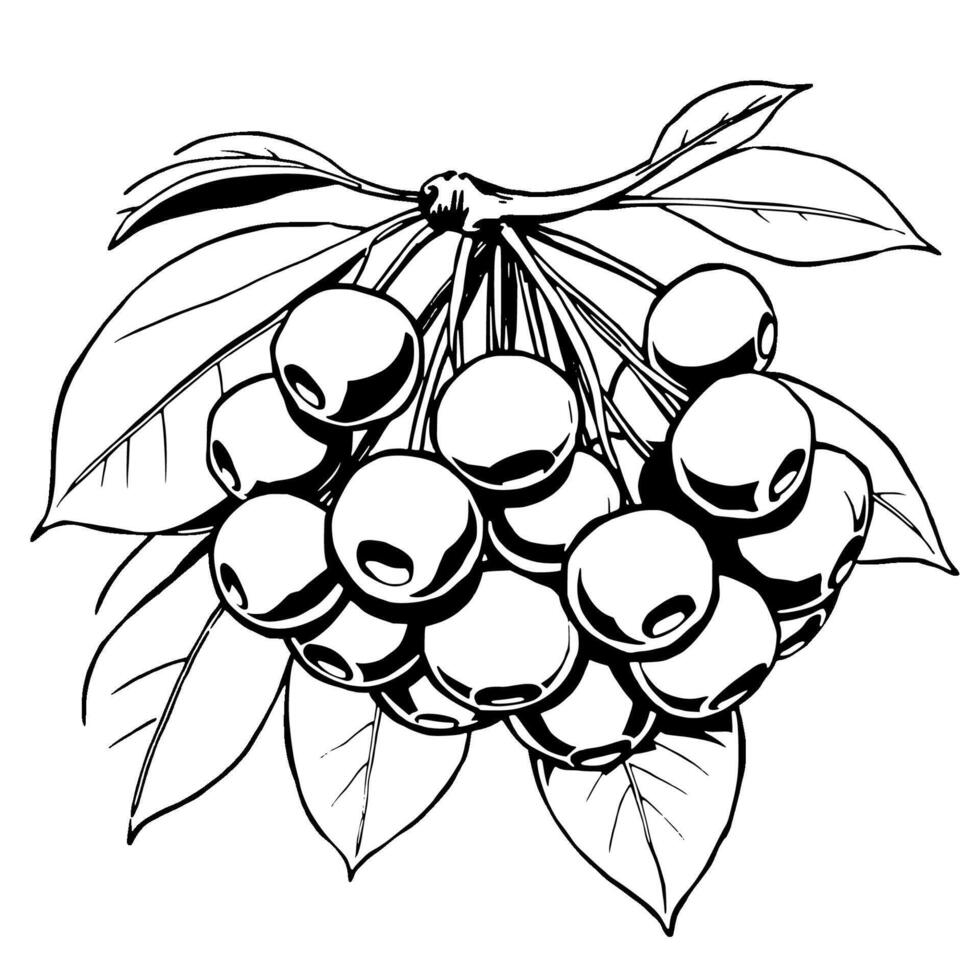 Cluster Of Ripe Berries Hanging From Branch With Leaves vector
