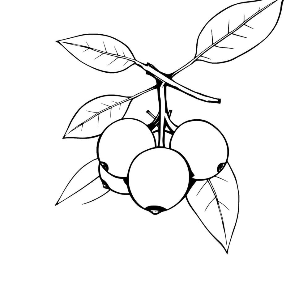 Cluster of Pale Yellow Berries on a Branch with Leaves vector