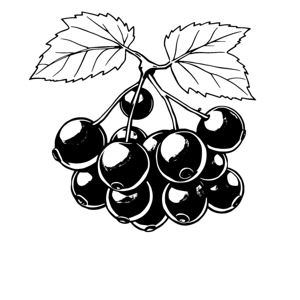 A Cluster Of Ripe Black Currants On A Branch With Leaves vector