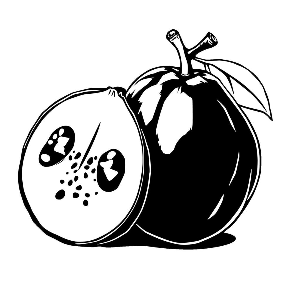 A Halved Black And White Illustration Of A Quince Fruit vector