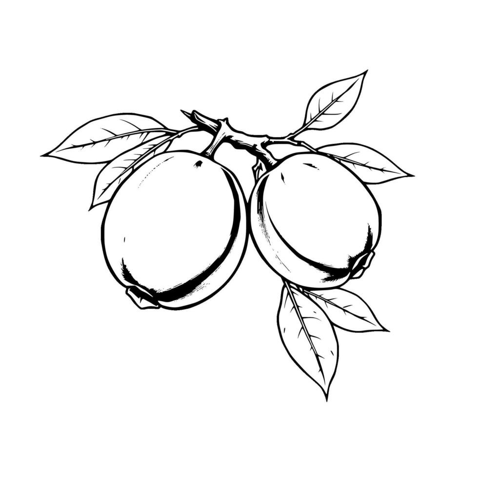 Line Art Drawing Of Two Quince Fruits On A Branch With Leaves vector