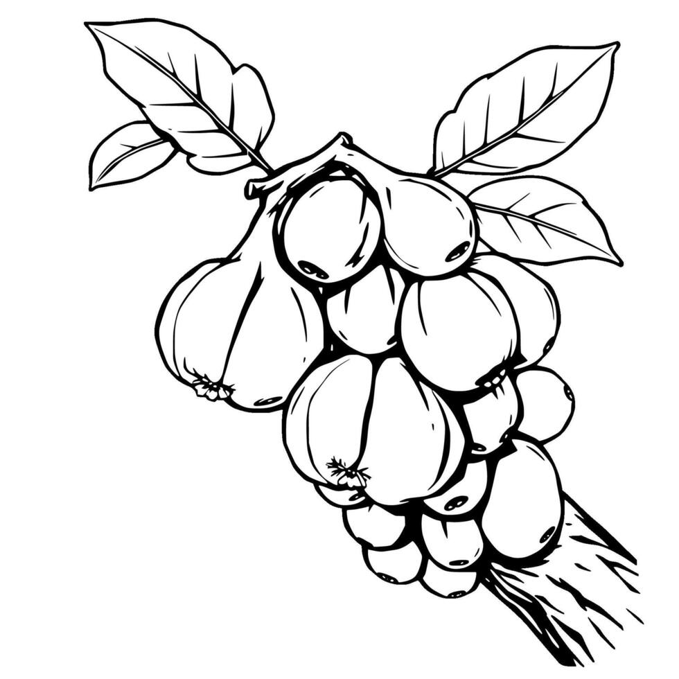 Cluster Of Figs On Branch Detailed Line Drawing Illustration vector