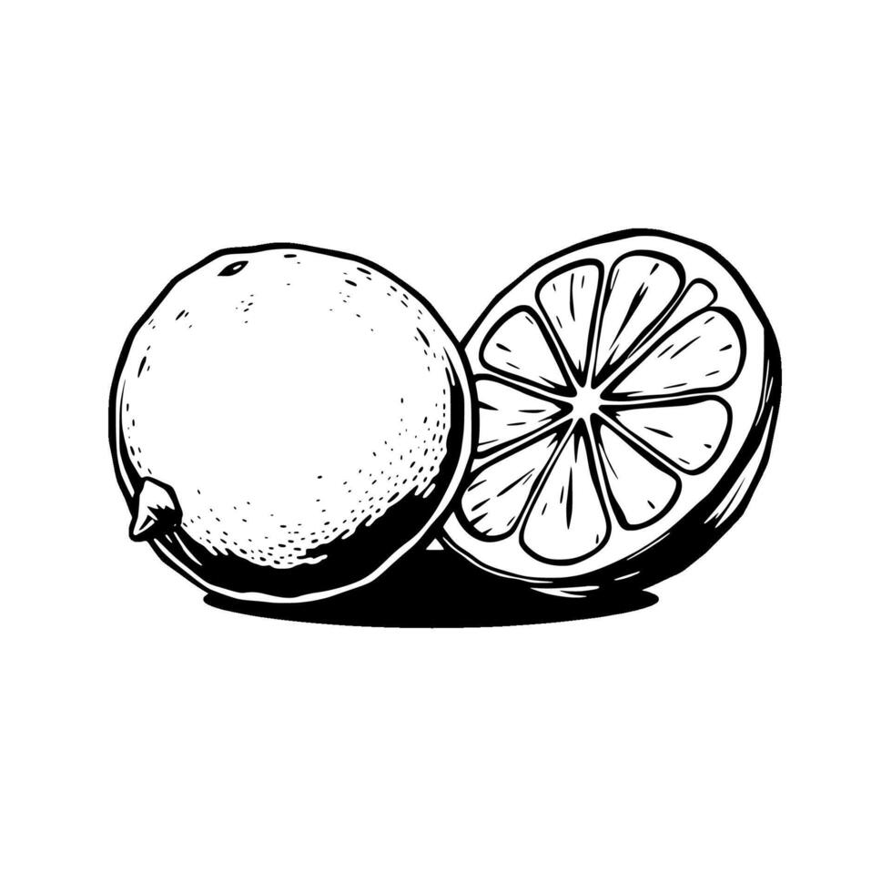A Whole Lime And A Sliced Lime Black And White Illustration vector