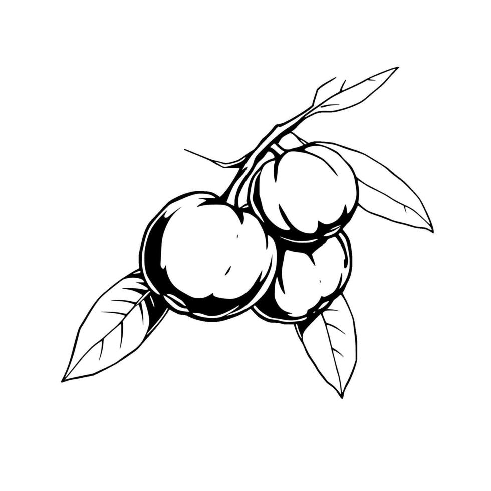 Cluster Of Ripe Mangosteens On Branch With Leaves vector