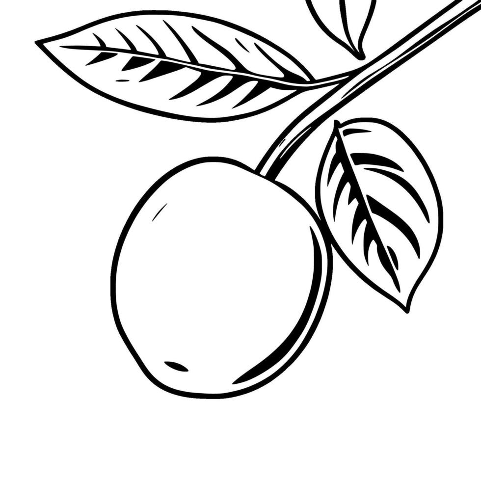 Single Plum With Leaves on Branch Line Art Illustration vector