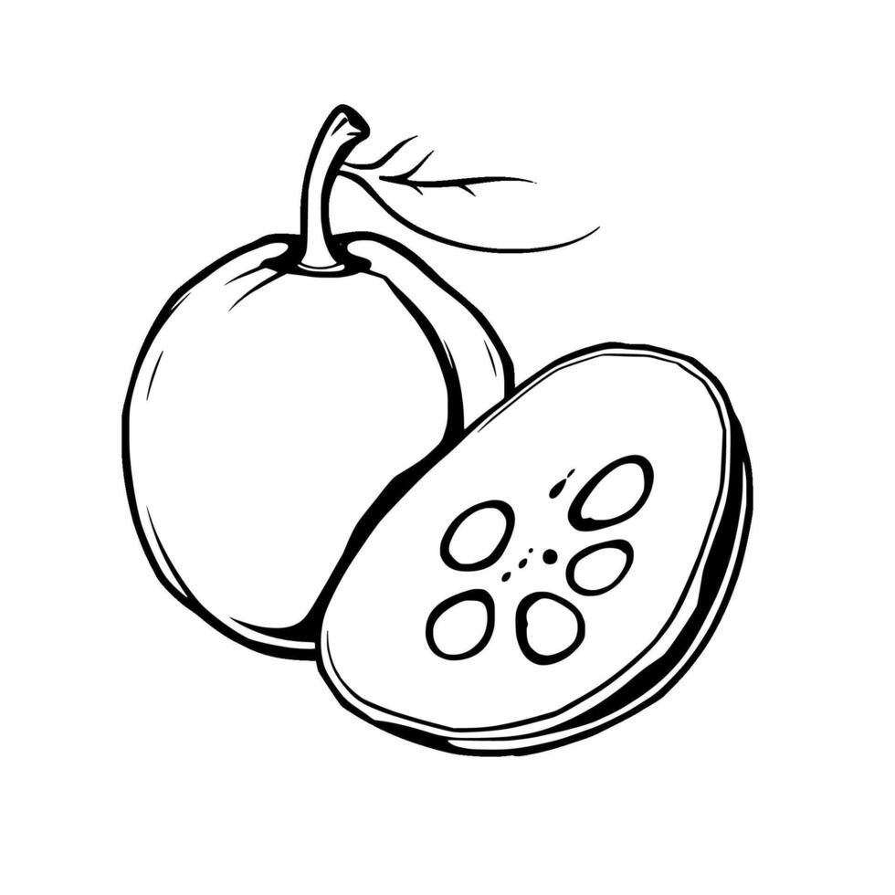 Line Art Illustration Of A Whole And Halved Lotus Seed Pod vector