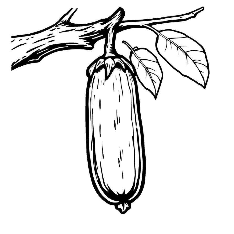 Hand-Drawn Illustration Of A Single Eggplant Hanging From A Branch vector