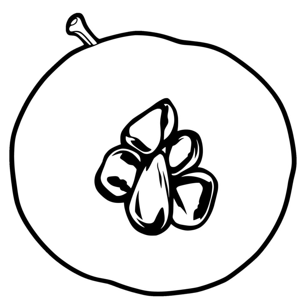 Line Art Illustration Of A Halved Fruit With Seeds vector