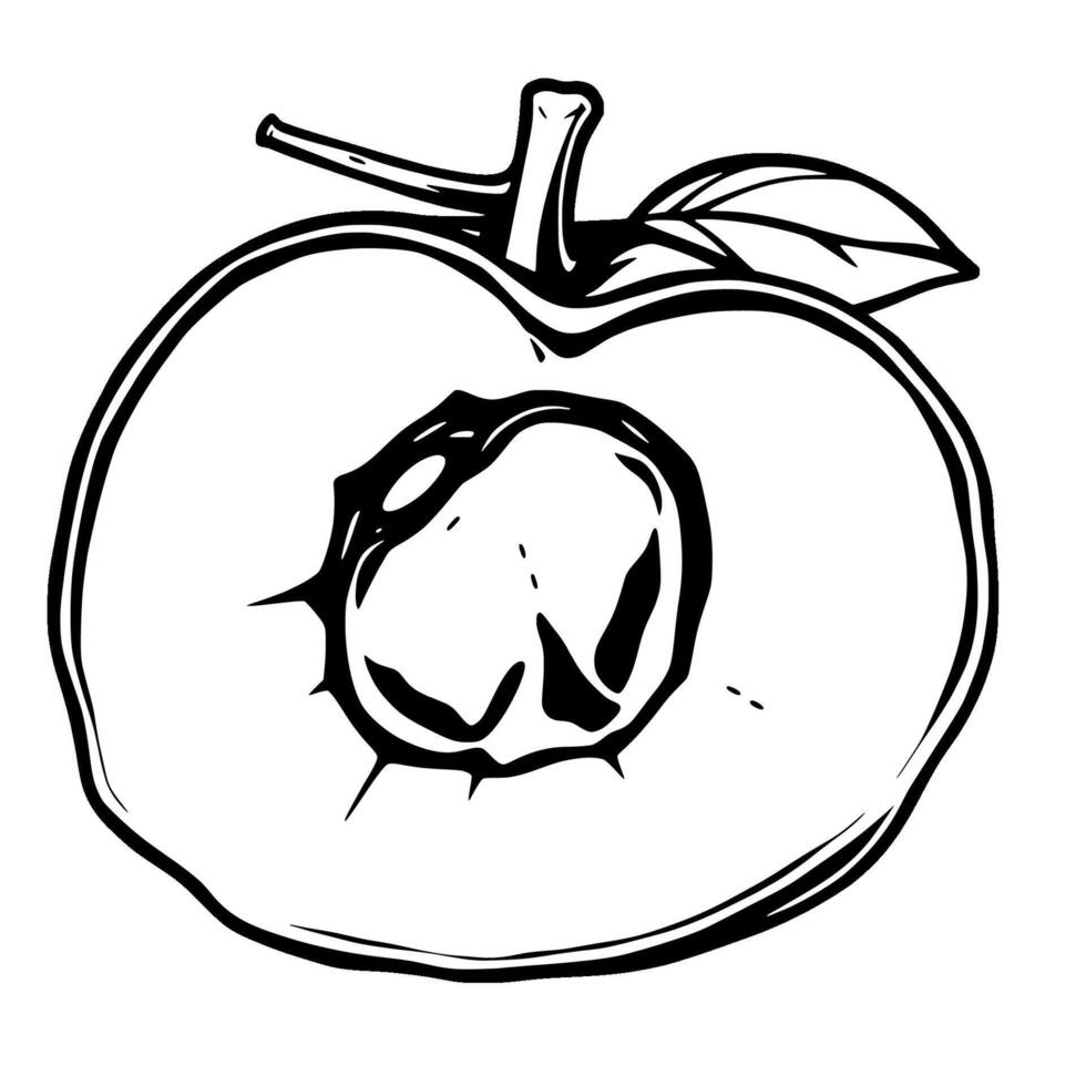 Halved Apple Illustration A Detailed Line Drawing Of A Cross-Sectioned Apple Revealing Its Core vector