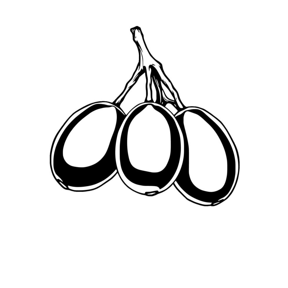 Three Plump Grapes on a Vine Black and White Illustration vector