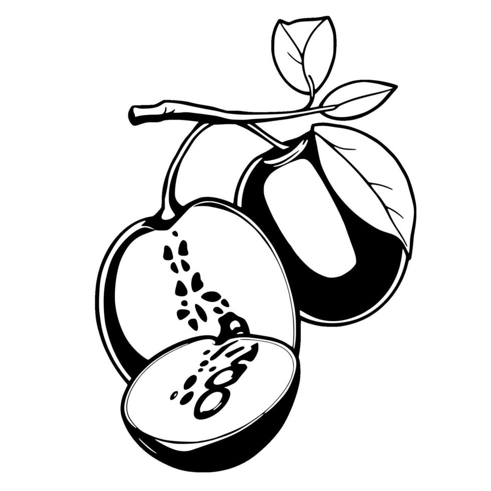 Stylized Black And White Illustration Of A Juicy Plum Halved Showing Seeds And Branch With Leaves vector