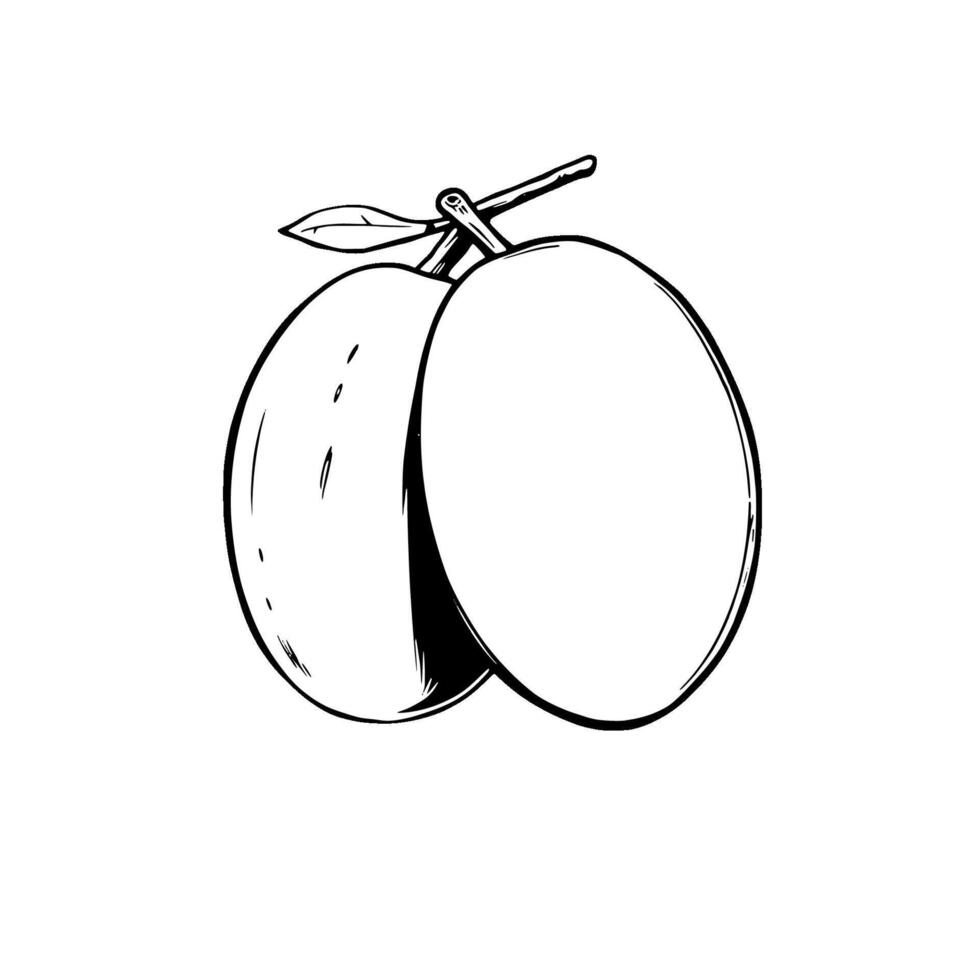 A Simple Line Drawing Of A Halved Apricot With A Leaf vector