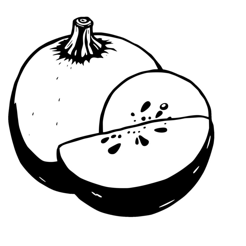 Simple Line Drawing Of A Whole And Sliced Melon vector