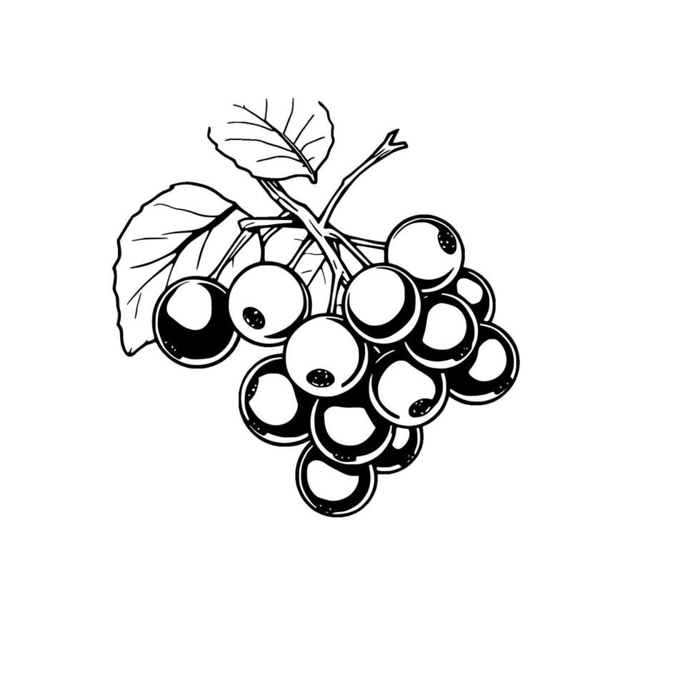 A Detailed Line Drawing Of A Bunch Of Black Currants With Leaves vector