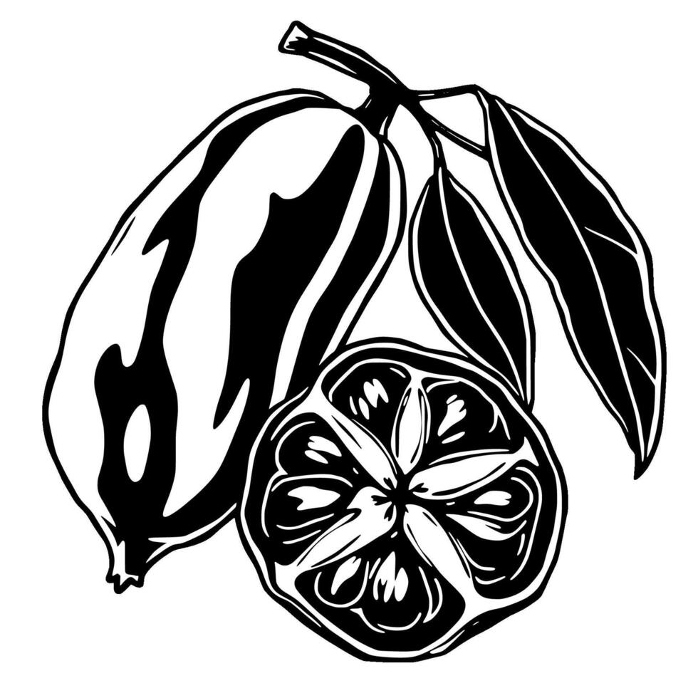 Black And White Illustration Of Kaffir Lime Fruit With Leaves vector