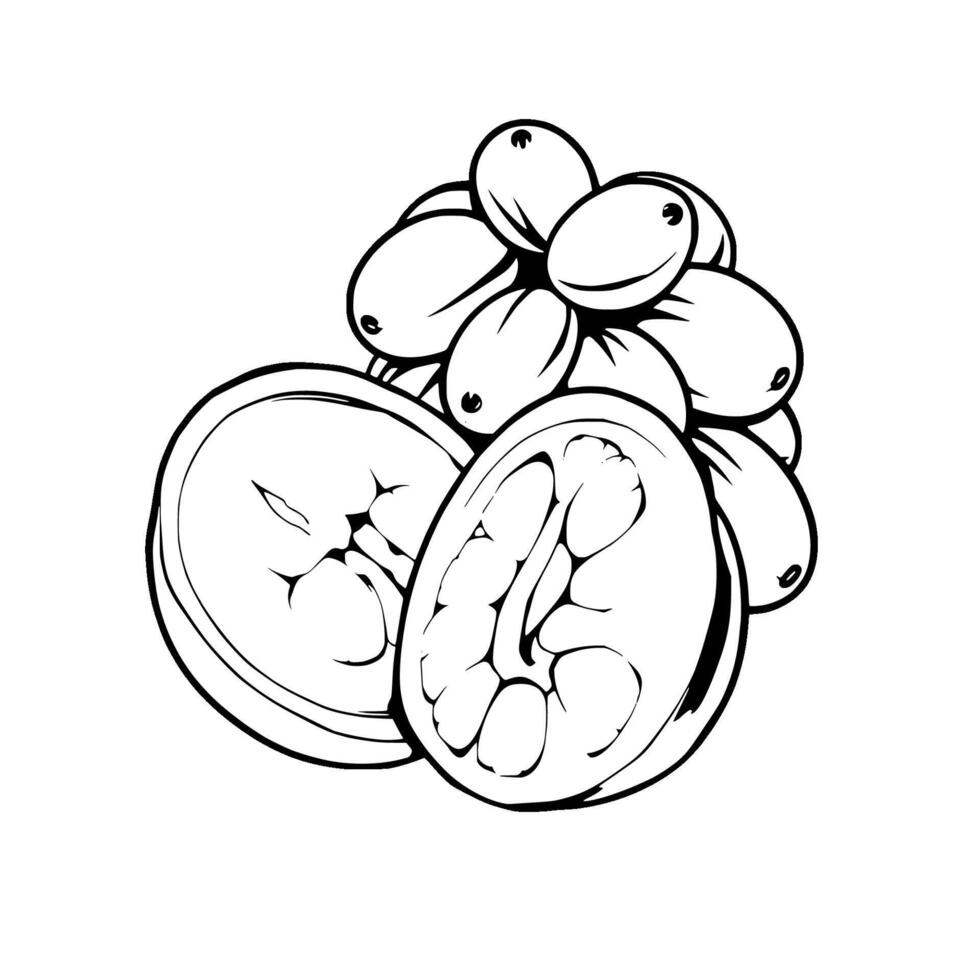 Line Art Illustration Of Grapes Passion Fruit And Melon Slices vector