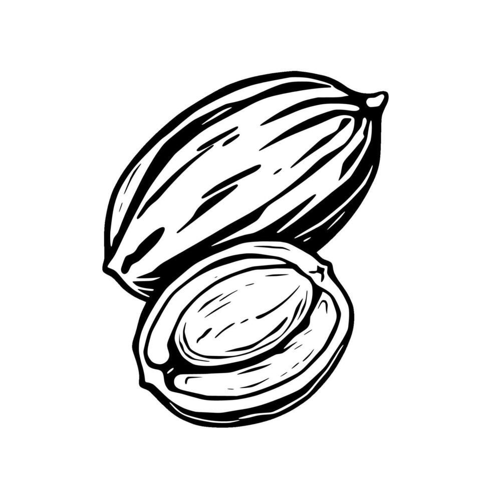 Hand-Drawn Illustration Of A Pecan Nut Whole And Halved Showing Detailed Texture And Shell vector