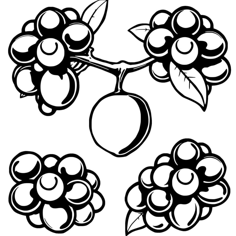 Stylized Black And White Illustration Of Coffee Berries On Branch vector