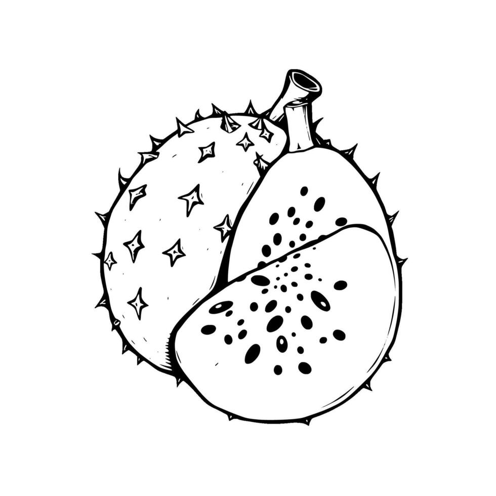 Detailed Line Drawing Of A Spiky Fruit Showing A Cross-Section vector
