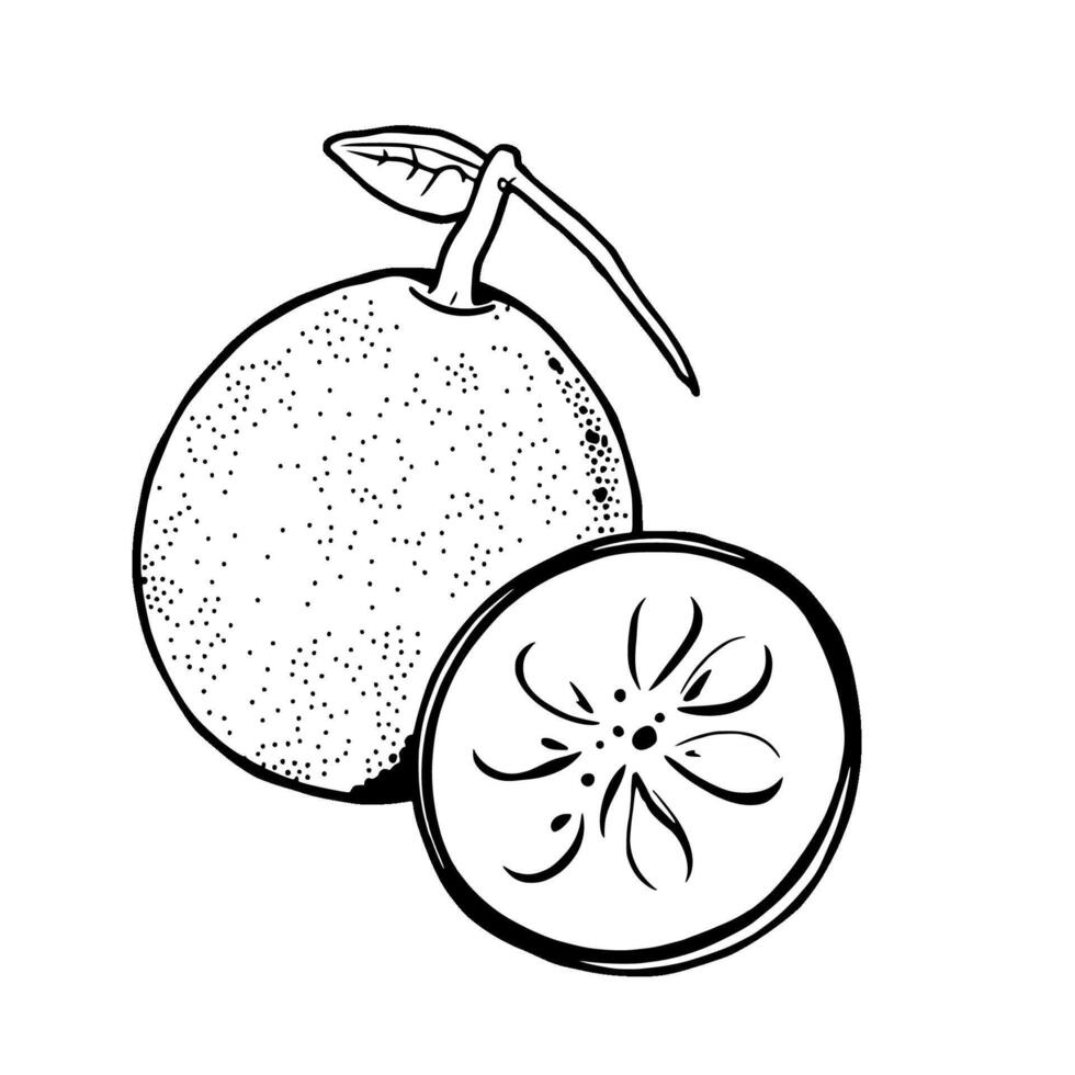 Whole And Halved Passion Fruit Illustration Detailed Line Art Drawing vector