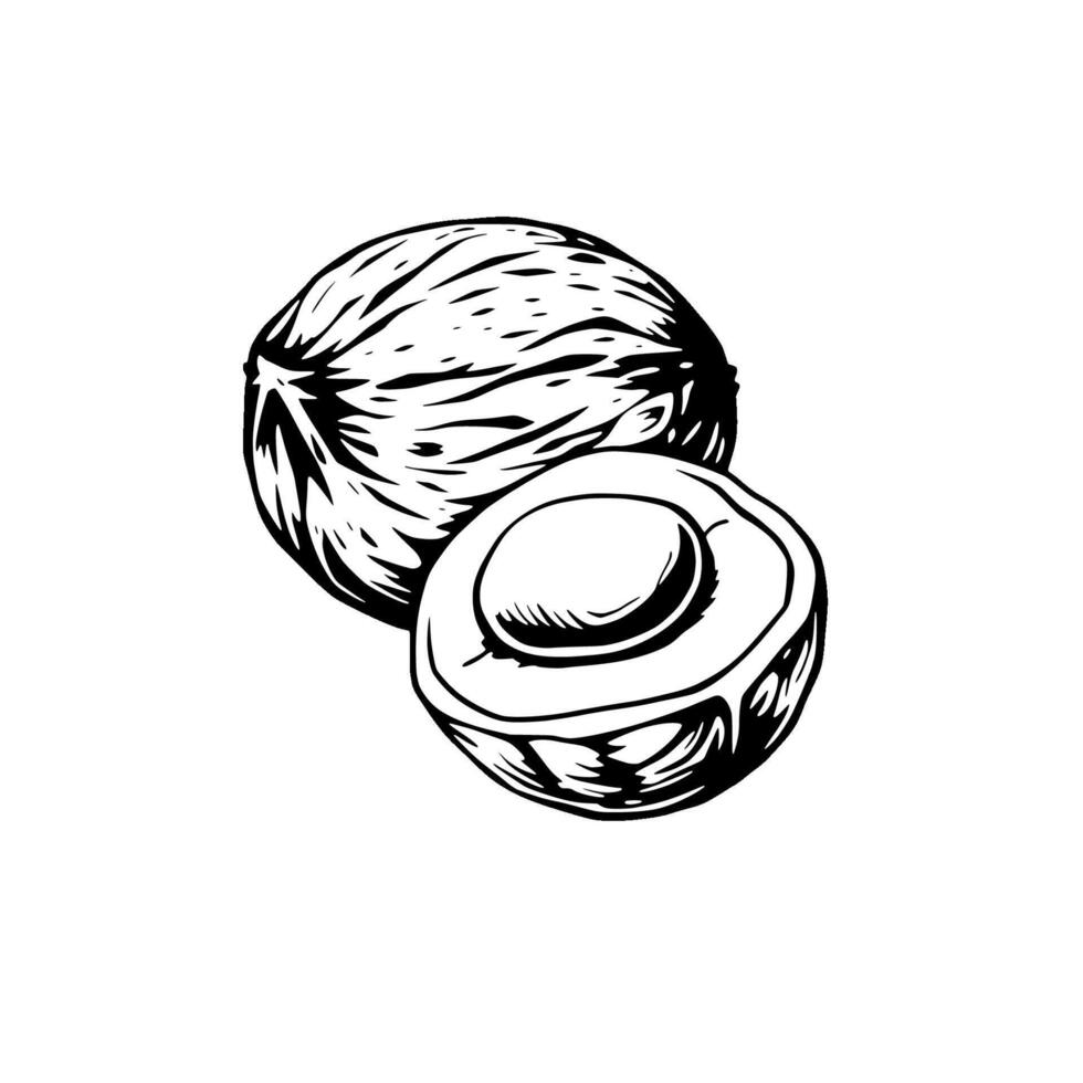 Hand-Drawn Illustration Of A Whole And Halved Coconut vector