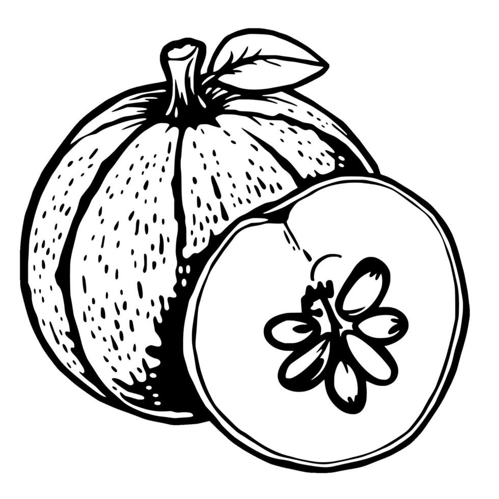 A Detailed Illustration Of A Halved Pumpkin Revealing Its Seeds And Inner Texture vector