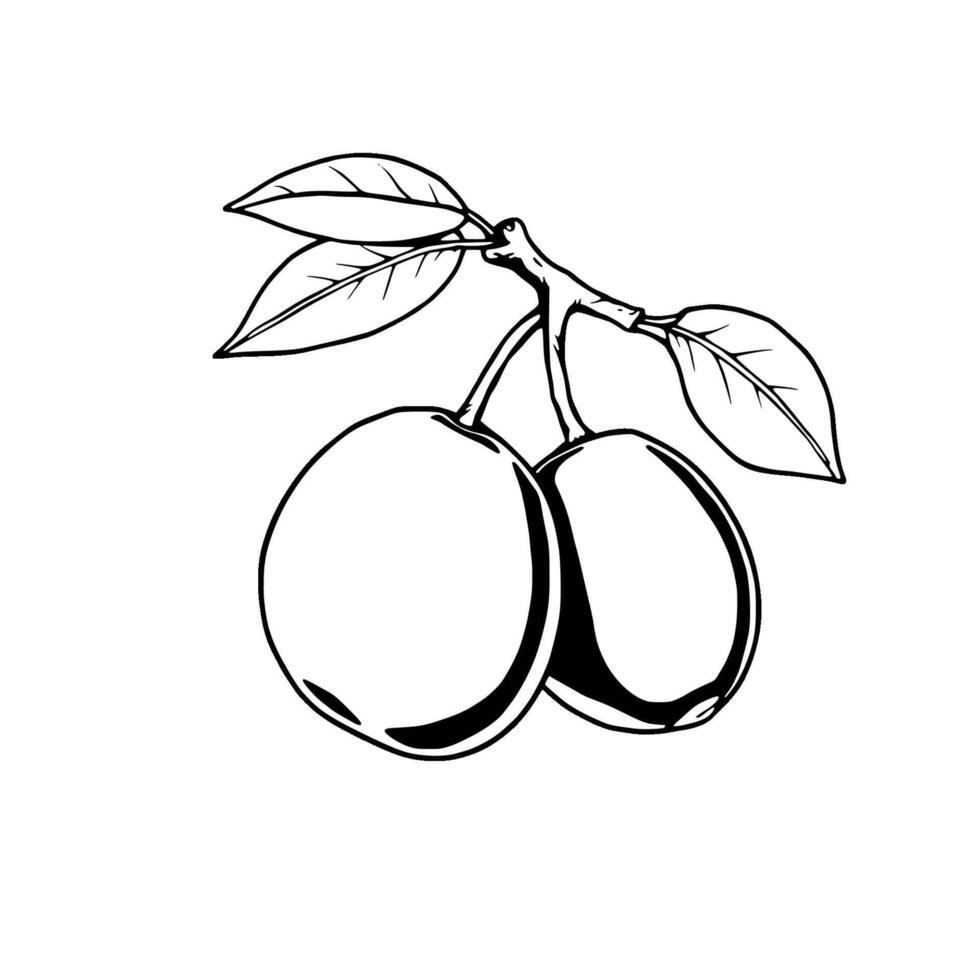 Two Ripe Cherries on Branch With Leaves Simple Line Art Illustration vector