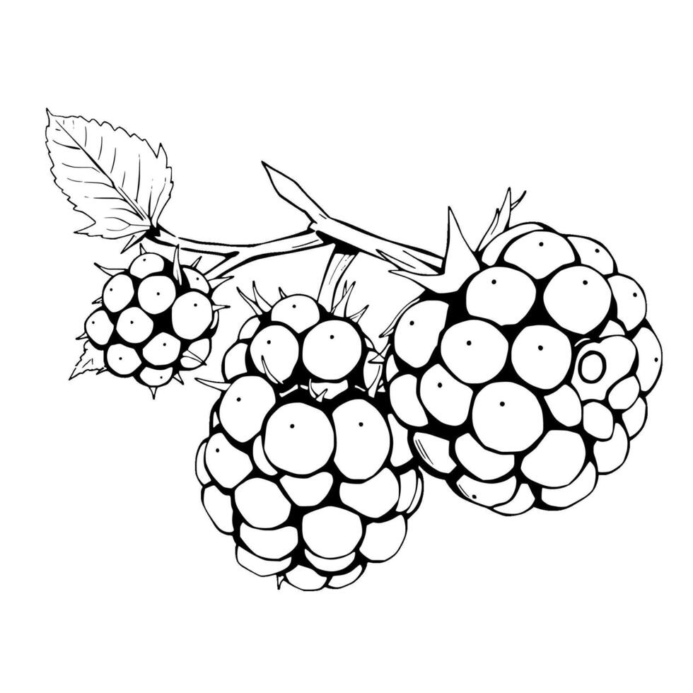 Black And White Line Drawing Of Blackberries On Branch vector