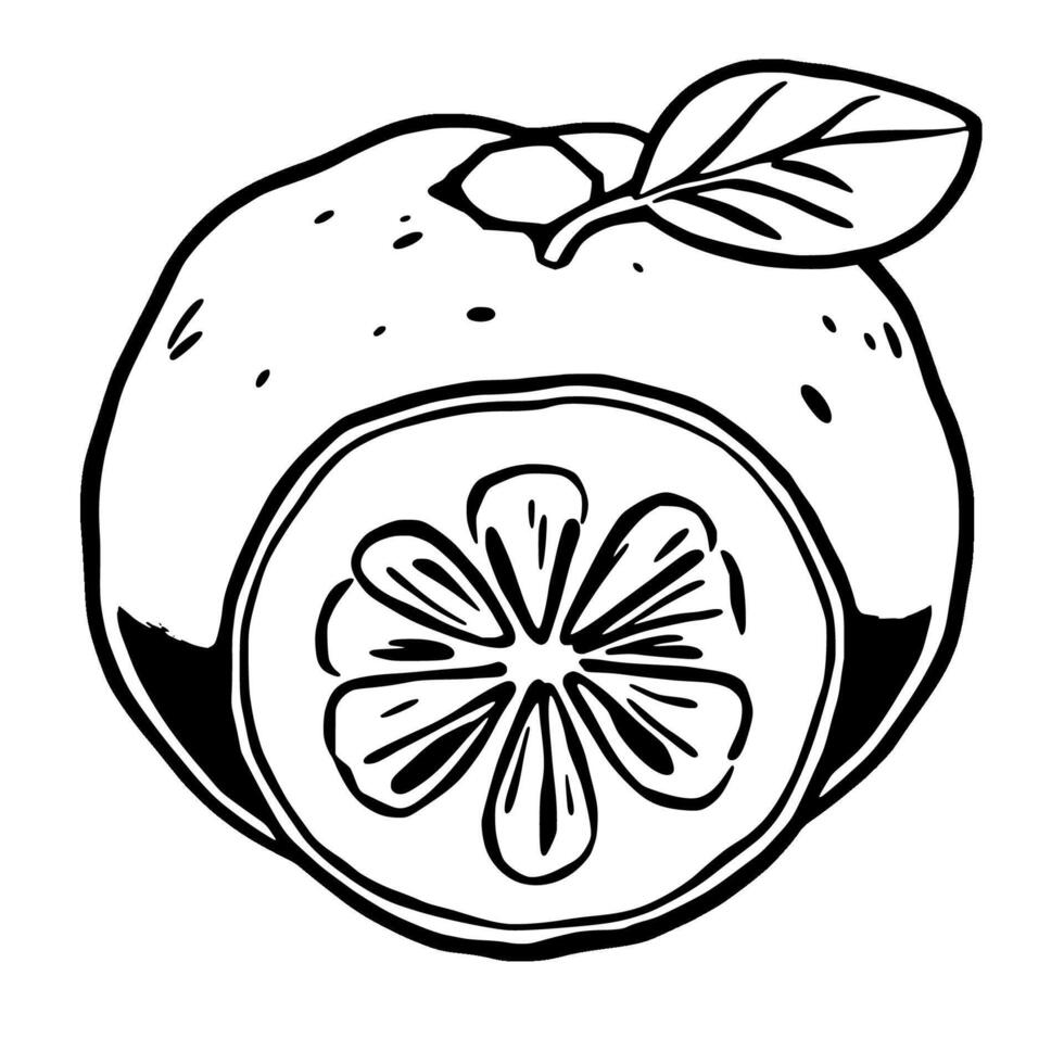 A Hand-Drawn Illustration Of A Sliced Orange With Leaf vector