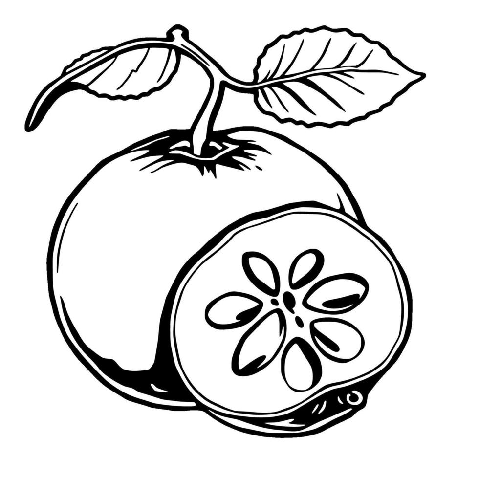 Line Art Illustration Of A Whole And Sliced Quince Fruit With Leaf vector