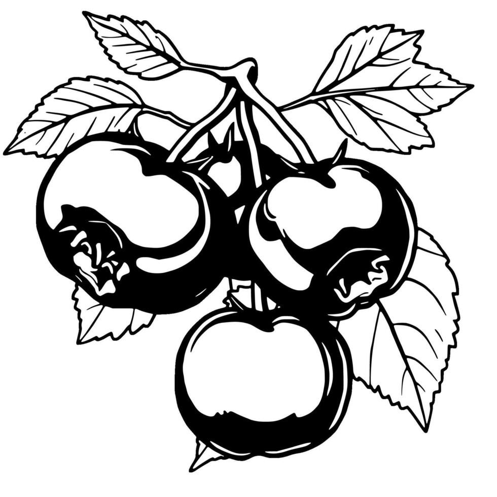 Cluster Of Ripe Black Berries On Branch vector