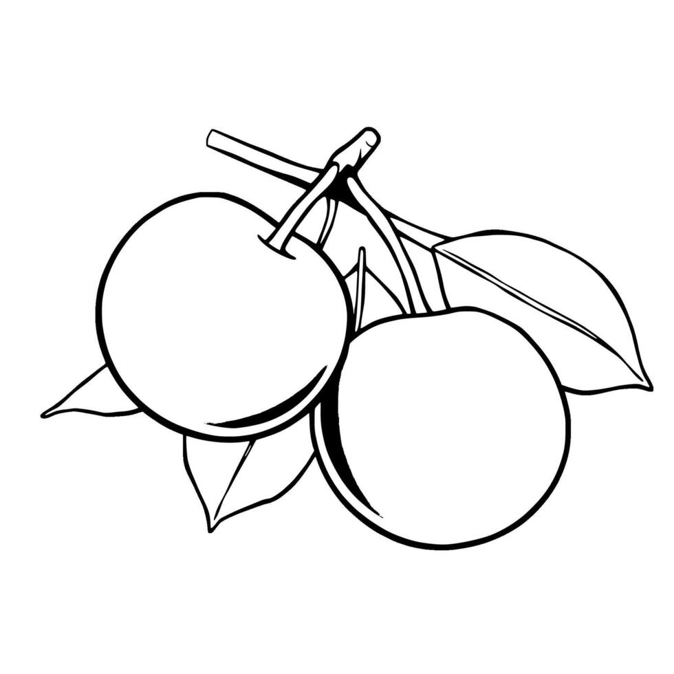 Two Ripe Cherries on Branch with Lush Green Leaves vector