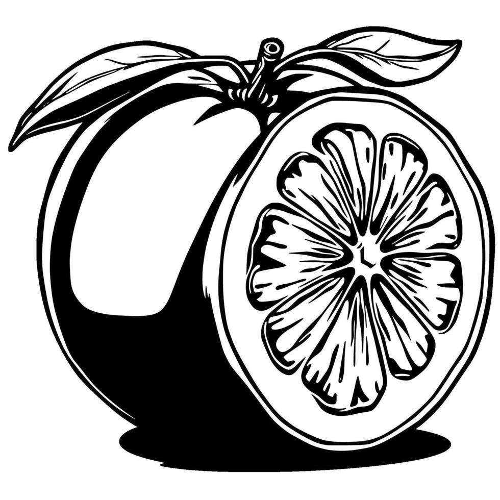 A Striking Black And White Illustration Of A Halved Citrus Fruit vector