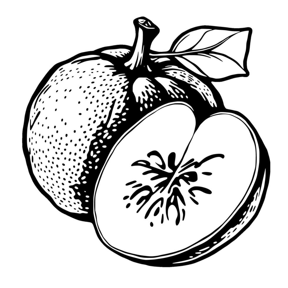 A Detailed Ink Drawing Of A Whole Apple And A Halved Apple With Leaf vector