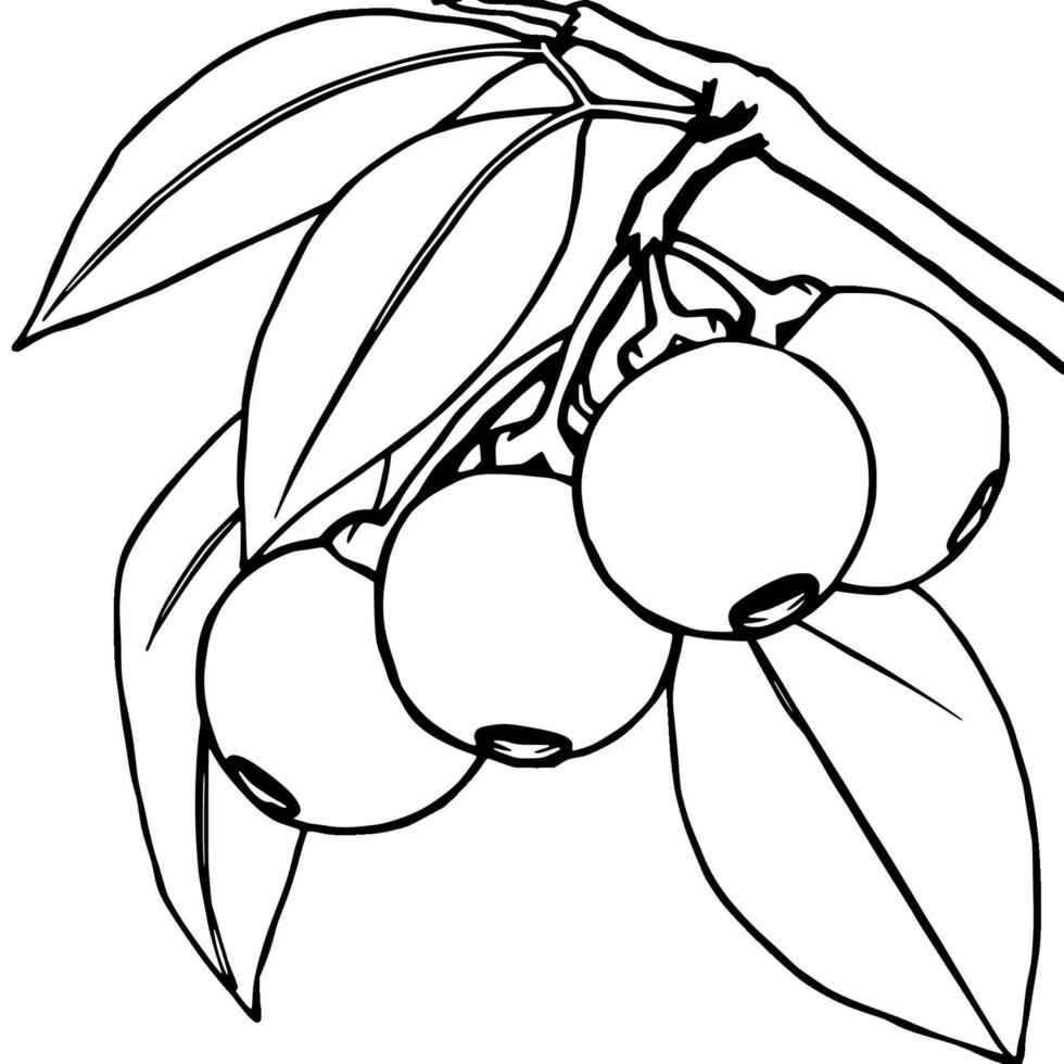 Cluster Of Round Berries Hanging From Branch With Leaves vector