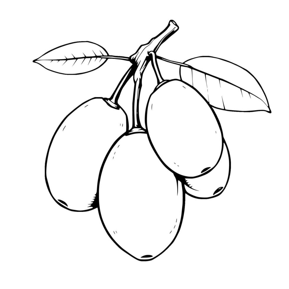Cluster Of Oval Fruits On Branch With Leaves Line Art Illustration vector