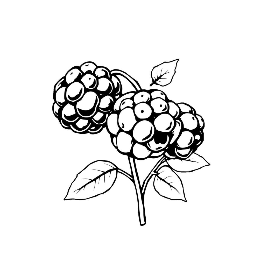 Black And White Illustration Of Two Ripe Blackberries On A Branch With Leaves vector