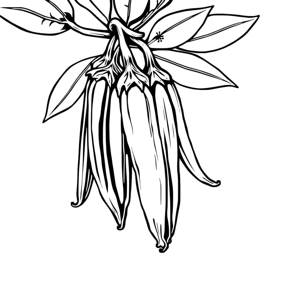 Elegant Line Drawing Of Vanilla Beans On Branch With Leaves vector